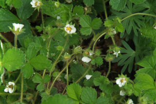 Potentilla sterilisAardbeiganzerik bestellen